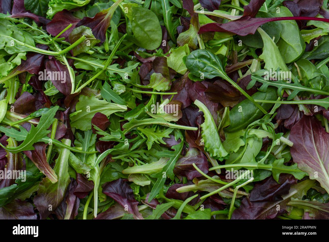 Mischung aus frischem Salat als Hintergrund. Draufsicht. Stockfoto