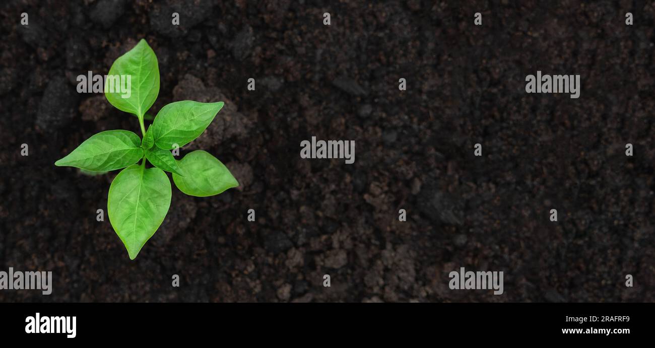 Junge grüne Pfefferpflanze, die in einem schwarzen Fruchtbarkeitsboden wächst. Draufsicht, über Kopf. Pflanzenseedling befindet sich im fruchtbaren Schmutz. Gartenmodell. Farm moc Stockfoto
