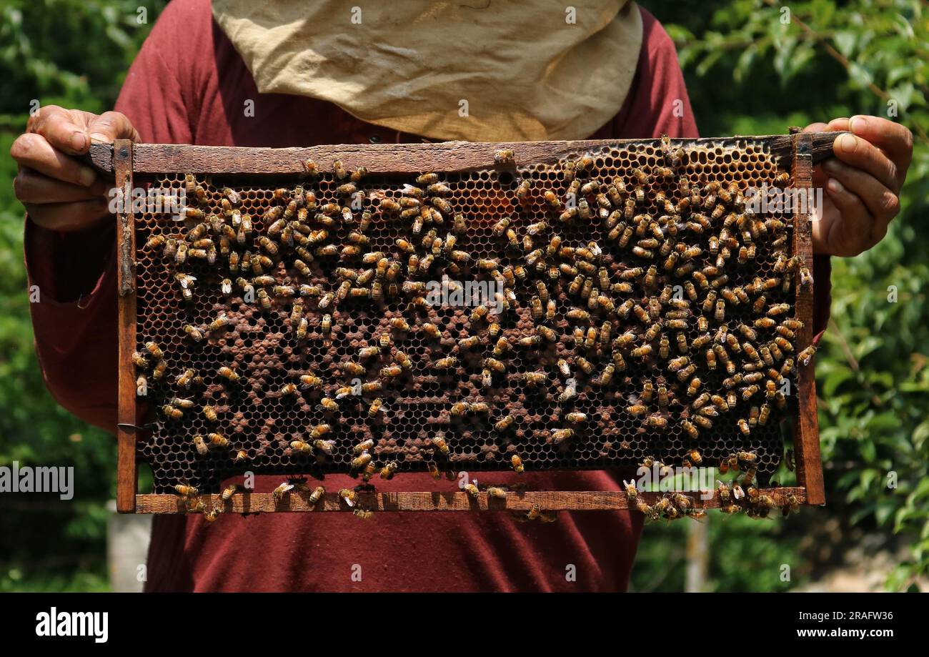 Srinagar, Indien. 03. Juli 2023. 03. Juli 2023, Srinagar Kaschmir, Indien : Ein kaschmirischer Imker, zeigt einen Bienenstock voller Honigbienen auf einem Bauernhof am Stadtrand von Srinagar. Bienenzüchter erzeugen Honig mit den modernen Bienenstöcken, da die Temperaturen im Winter unter Null sinken, etwas mehr Sorgfalt erfordert, was die Bienenzucht zu einer Herausforderung macht. Am 03. Juli 2023 in Srinagar Kashmir, Indien. (Foto: Firdous Nazir/Eyepix Group) Kredit: Eyepix Group/Alamy Live News Stockfoto