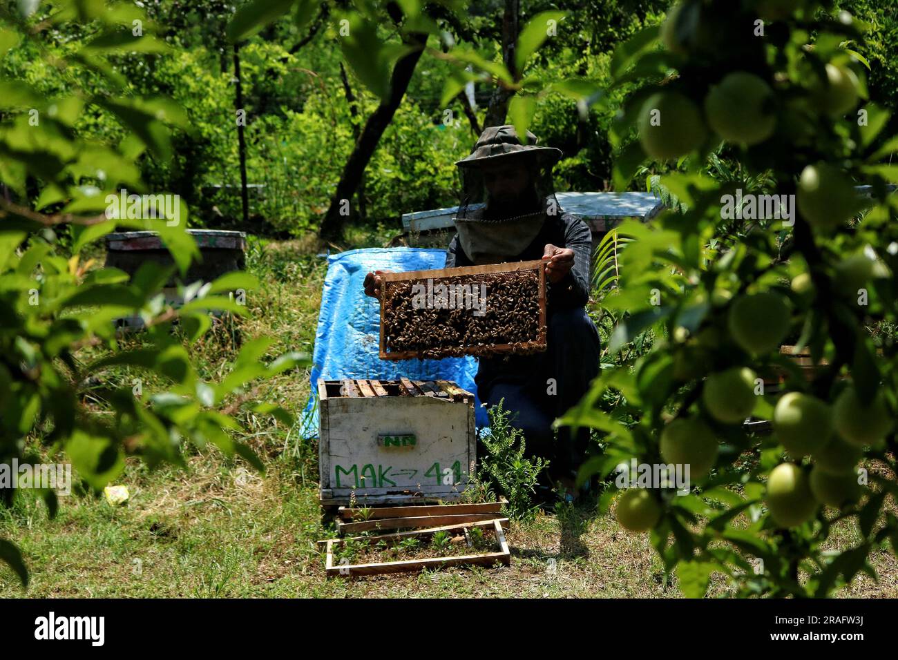 Srinagar, Indien. 03. Juli 2023. 03. Juli 2023, Srinagar Kaschmir, Indien : Ein kaschmirischer Imker, zeigt einen Bienenstock voller Honigbienen auf einem Bauernhof am Stadtrand von Srinagar. Bienenzüchter erzeugen Honig mit den modernen Bienenstöcken, da die Temperaturen im Winter unter Null sinken, etwas mehr Sorgfalt erfordert, was die Bienenzucht zu einer Herausforderung macht. Am 03. Juli 2023 in Srinagar Kashmir, Indien. (Foto: Firdous Nazir/Eyepix Group) Kredit: Eyepix Group/Alamy Live News Stockfoto