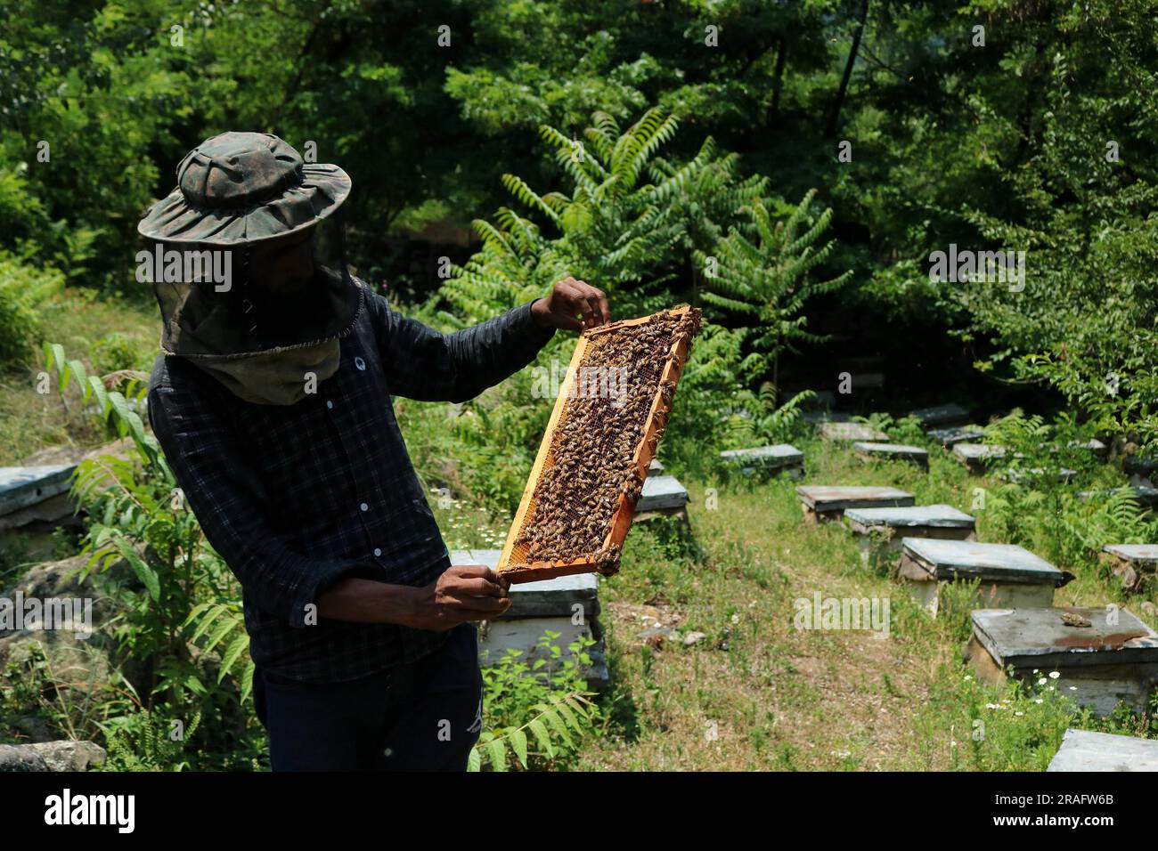 Srinagar Kaschmir, Indien. 03. Juli 2023. Ein Imker aus Kashmiri zeigt einen Bienenstock voller Honigbienen auf einer Farm am Stadtrand von Srinagar. Bienenzüchter erzeugen Honig mit den modernen Bienenstöcken, da die Temperaturen im Winter unter Null sinken, etwas mehr Sorgfalt erfordert, was die Bienenzucht zu einer Herausforderung macht. Am 03. Juli 2023 in Srinagar Kaschmir, Indien. (Kreditbild: © Firdous Nazir/Eyepix via ZUMA Press Wire) NUR REDAKTIONELLE VERWENDUNG! Nicht für den kommerziellen GEBRAUCH! Stockfoto