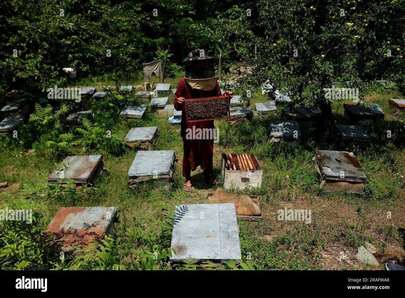 Srinagar Kaschmir, Indien. 03. Juli 2023. Ein Imker aus Kashmiri zeigt einen Bienenstock voller Honigbienen auf einer Farm am Stadtrand von Srinagar. Bienenzüchter erzeugen Honig mit den modernen Bienenstöcken, da die Temperaturen im Winter unter Null sinken, etwas mehr Sorgfalt erfordert, was die Bienenzucht zu einer Herausforderung macht. Am 03. Juli 2023 in Srinagar Kaschmir, Indien. (Kreditbild: © Firdous Nazir/Eyepix via ZUMA Press Wire) NUR REDAKTIONELLE VERWENDUNG! Nicht für den kommerziellen GEBRAUCH! Stockfoto