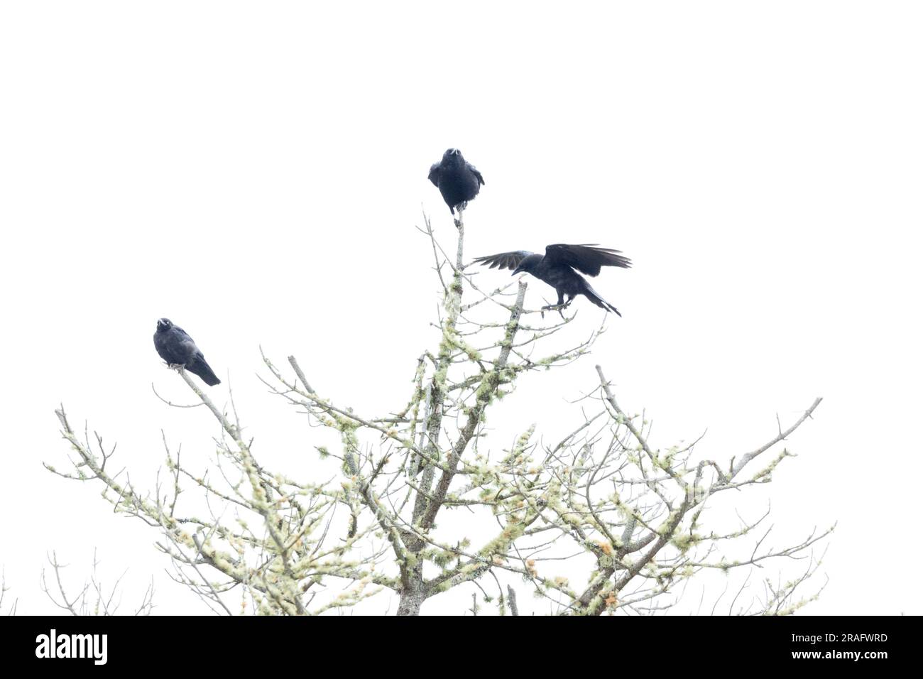 Drei amerikanische Krähen auf Pine Tree Stockfoto