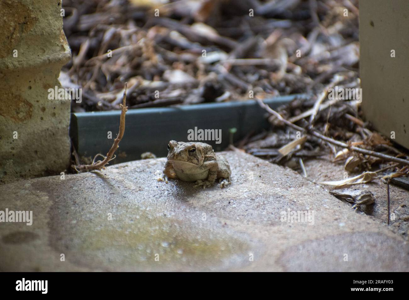 Ein kleiner Frosch im Garten, der auf einer steinernen Terrasse sitzt. Stockfoto