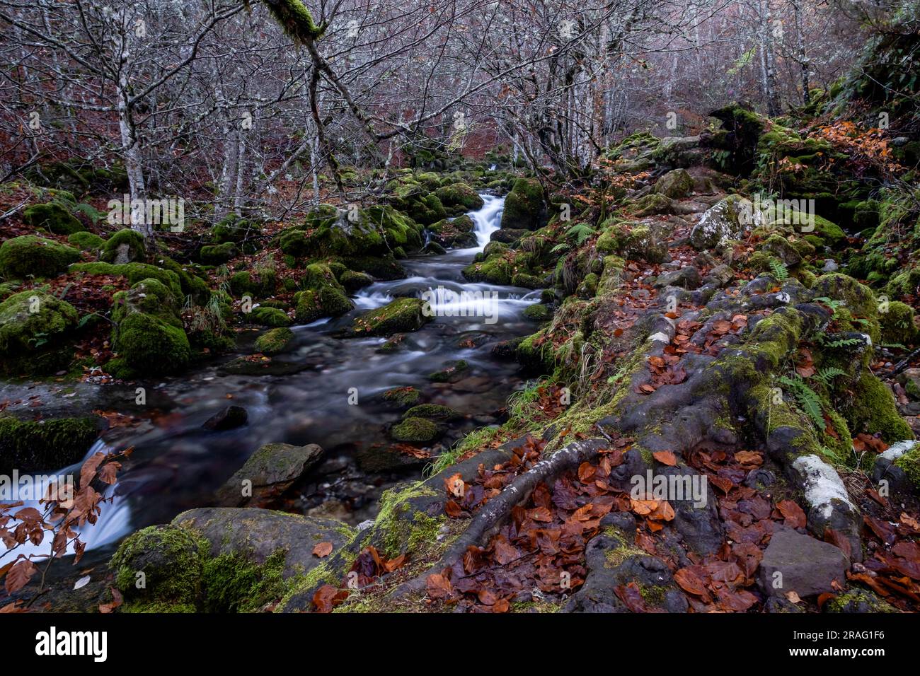 Der Bergfluss fließt zwischen grünen Mossenfelsen im Buchenwald von Argovejo, Provinz León, Spanien Stockfoto