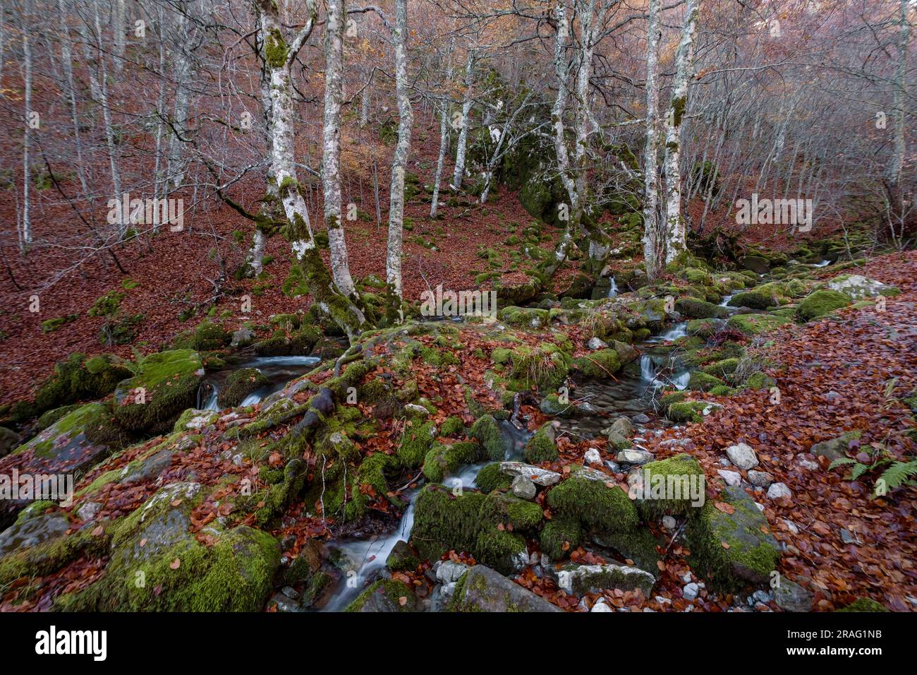 Schmaler Bergfluss, der durch mossy Buchenwälder in Argovejo, Provinz León, Spanien fließt Stockfoto
