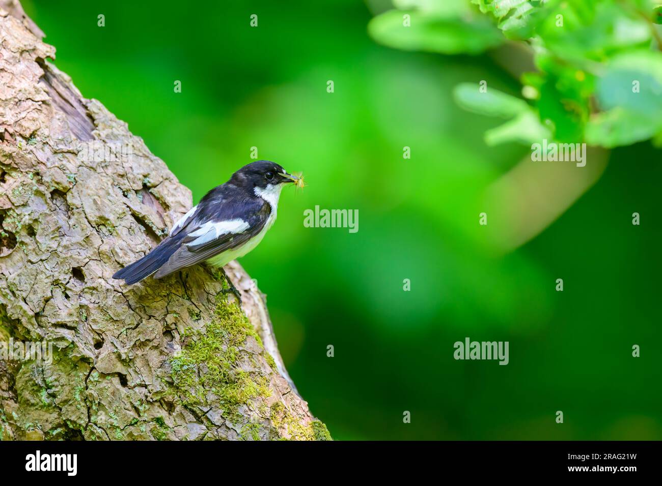 Männlicher Rattenfänger, Ficedula hypoleuca, hoch oben auf einem Baumstamm mit Nahrung. Stockfoto