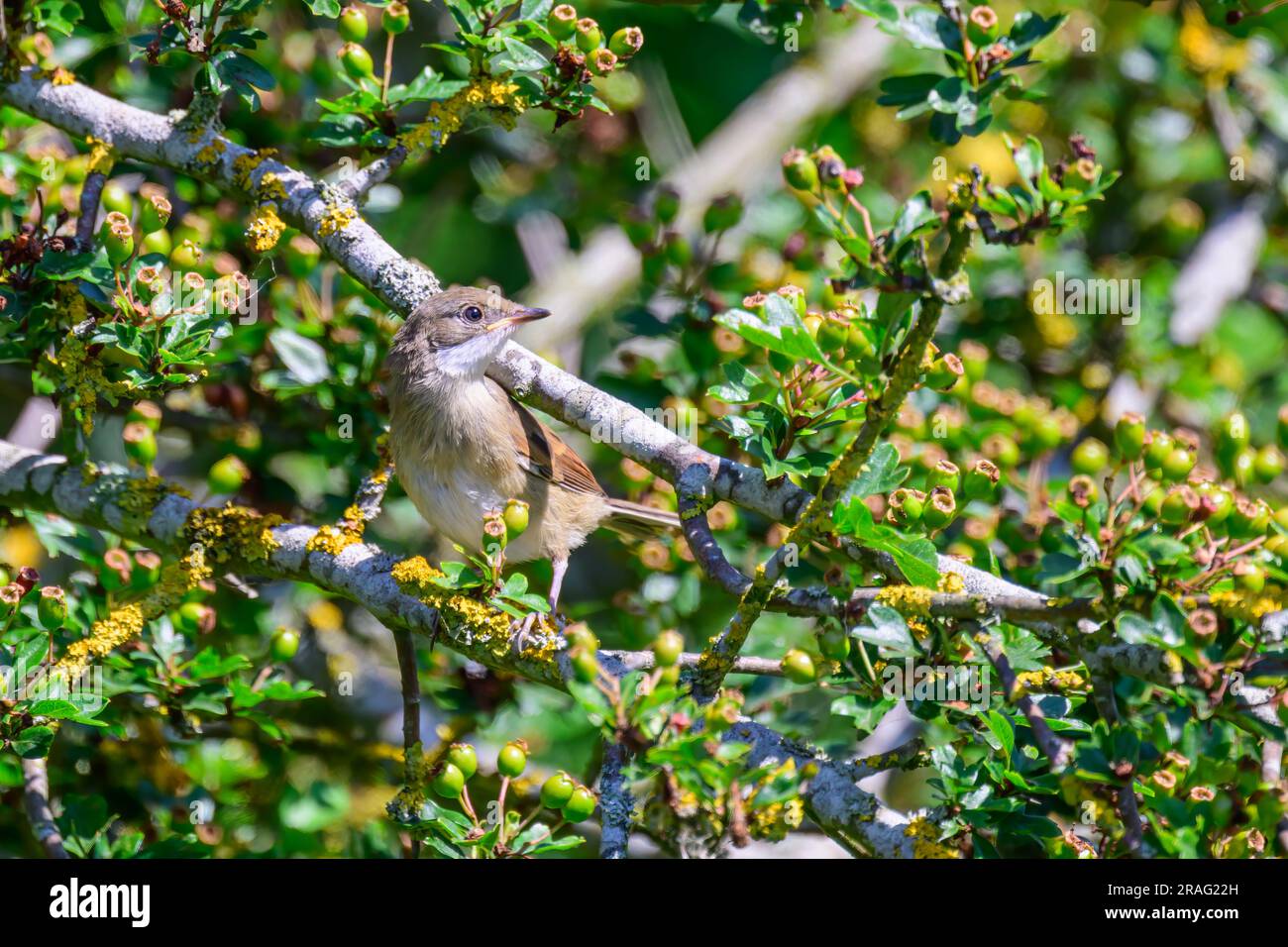 Junge Whitethroat, Sylvia communis, hoch oben auf einem Ast. Stockfoto