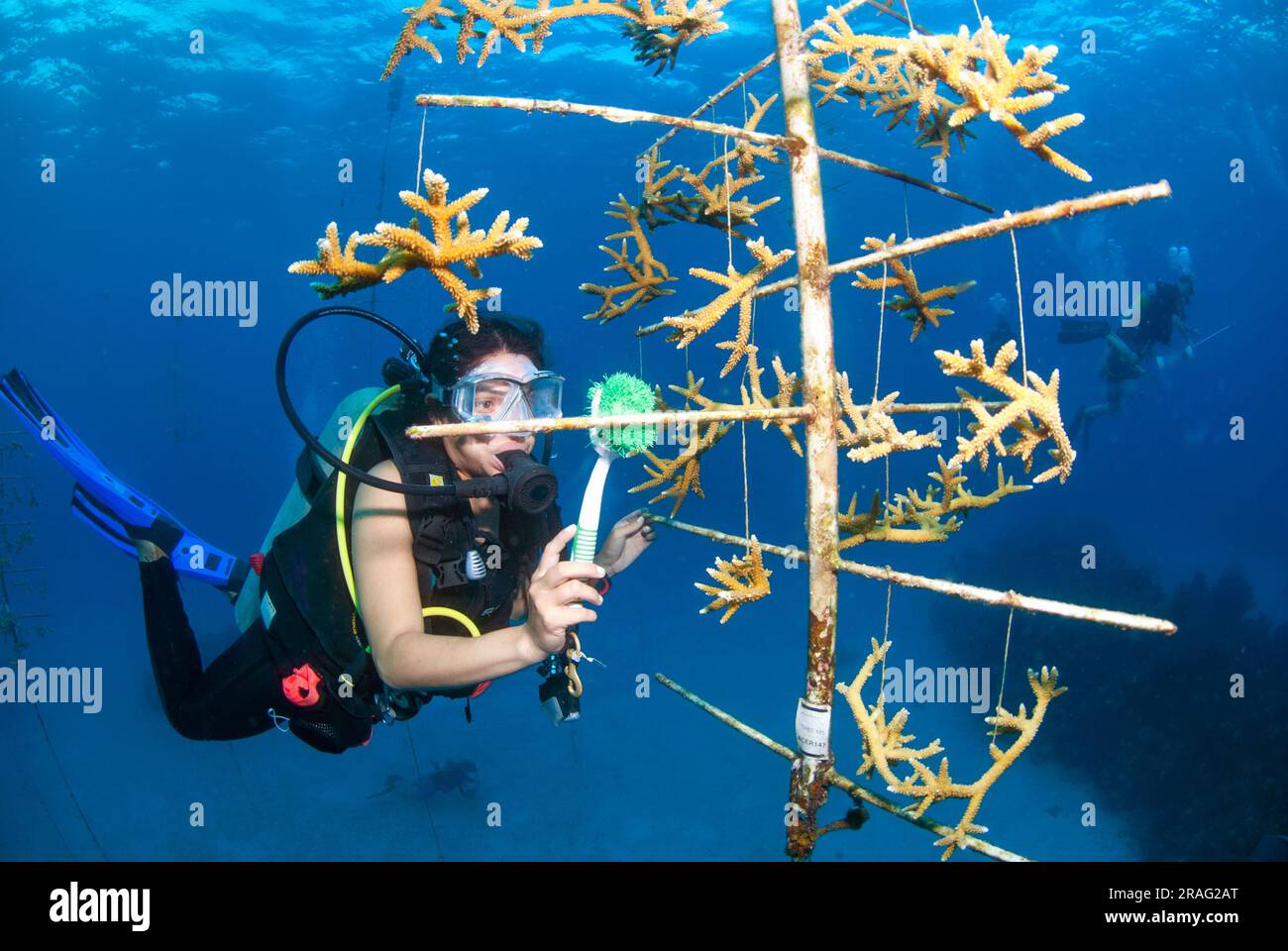 Meeresbiologe, der an einem Korallenrestaurationsprojekt in einer Unterwasser-Korallenschule arbeitet. Stockfoto