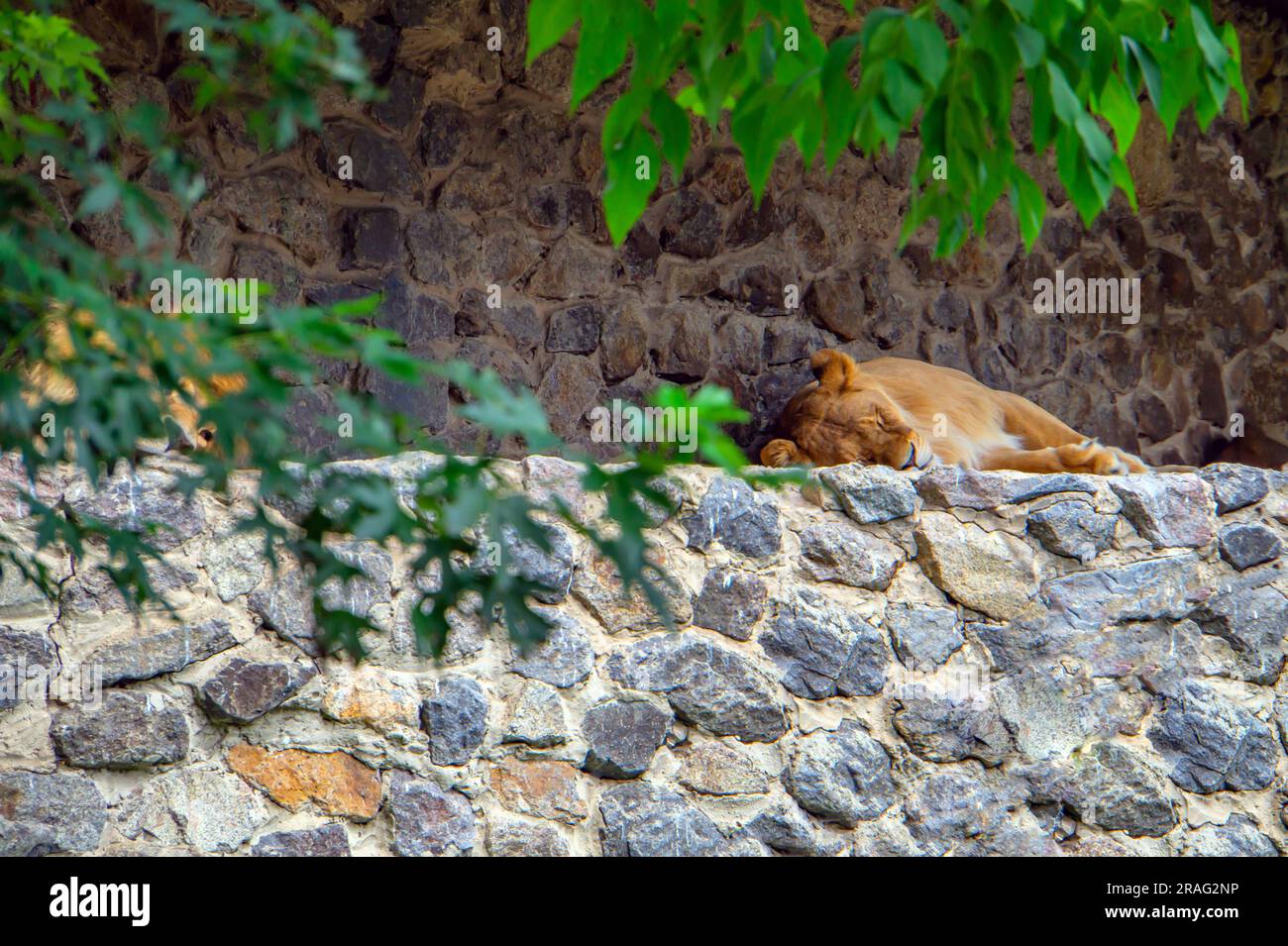 Der Löwe schläft friedlich auf einigen Felsen. Der Löwe schläft auf den Felsen gegen eine Mauer. Ein männlicher Löwe, der nach dem Frühstück friedlich schläft. Ein majestätischer Stockfoto