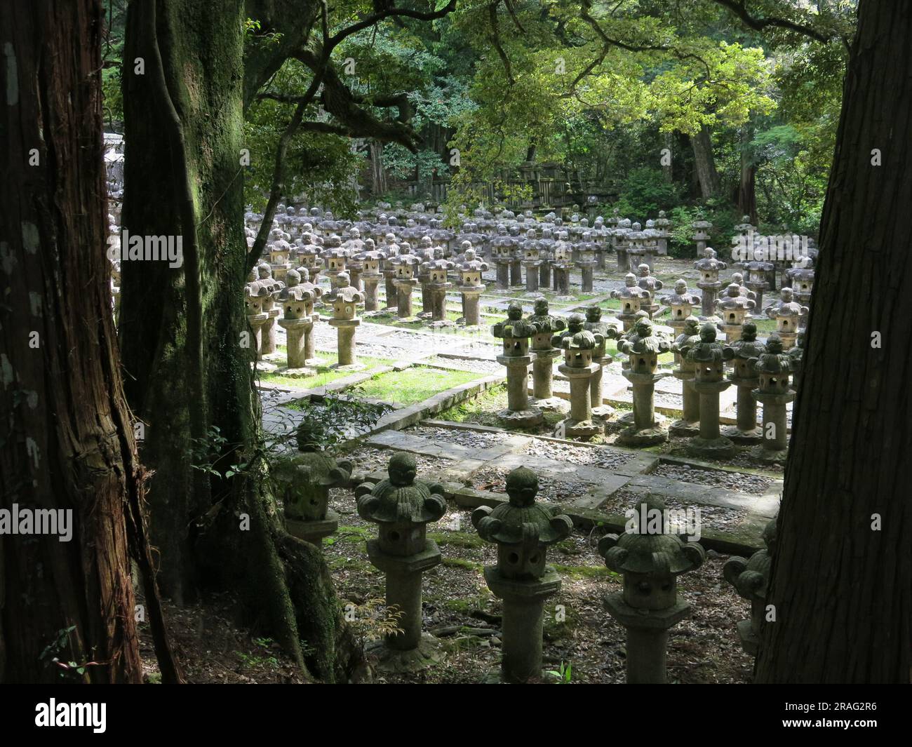 Sehen Sie durch die Bäume aus Steinlaternen im buddhistischen Tokoji-Tempel, eine friedliche und spirituelle Kulisse für die Grabstätte der Feudalherren. Stockfoto