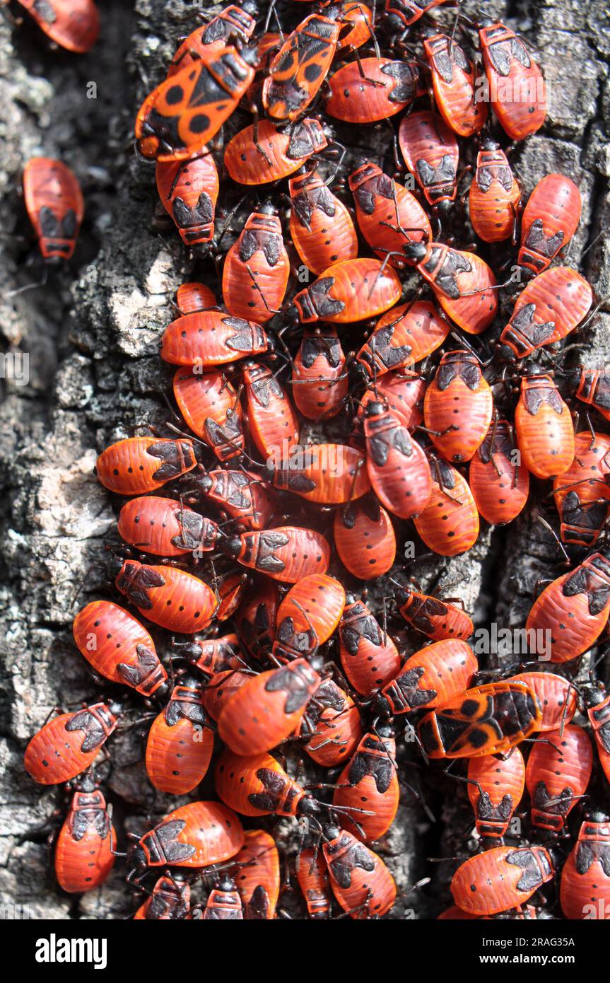 Kolonie von Pyrrhocoris apterus-Käfern in freier Wildbahn auf einem Baumstamm Stockfoto