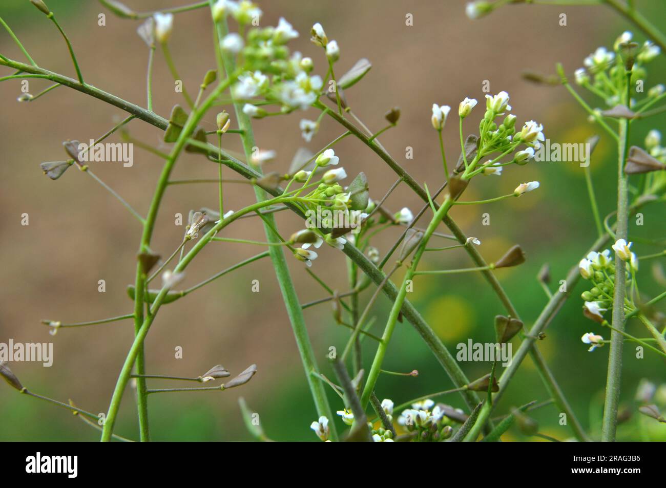 In der Natur wachsen auf dem Feld Capsella bursa-pastoris Stockfoto