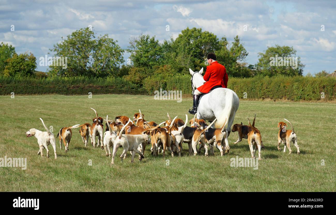 Cambridgeshire Hunt und Enfield Chase Rider in traditioneller Jacke, Pferde und Hunde. Stockfoto