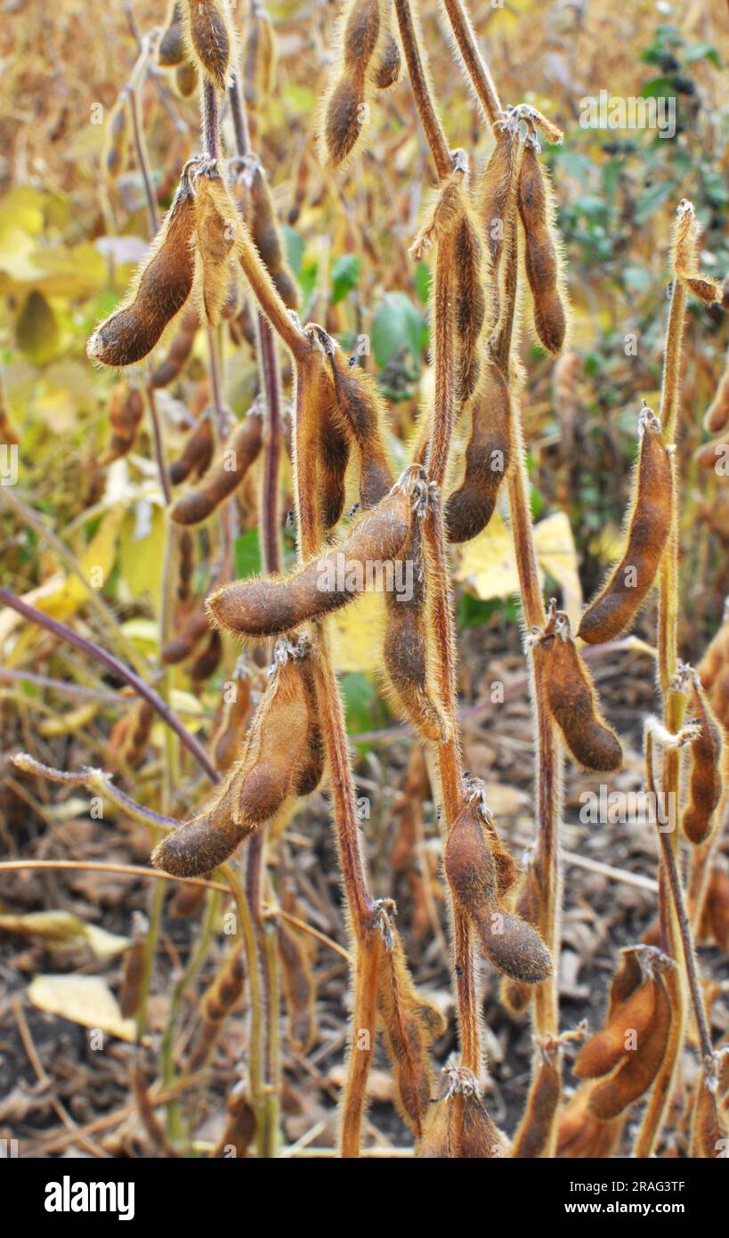 Auf einem Bauernhof auf einer Pflanze, die Sojaschoten reift Stockfoto