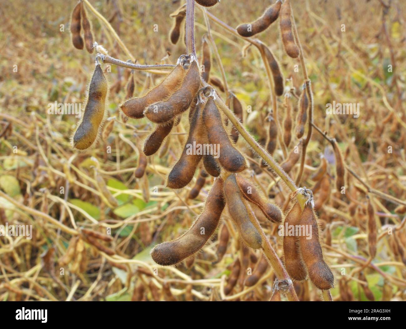 Auf einem Bauernhof auf einer Pflanze, die Sojaschoten reift Stockfoto