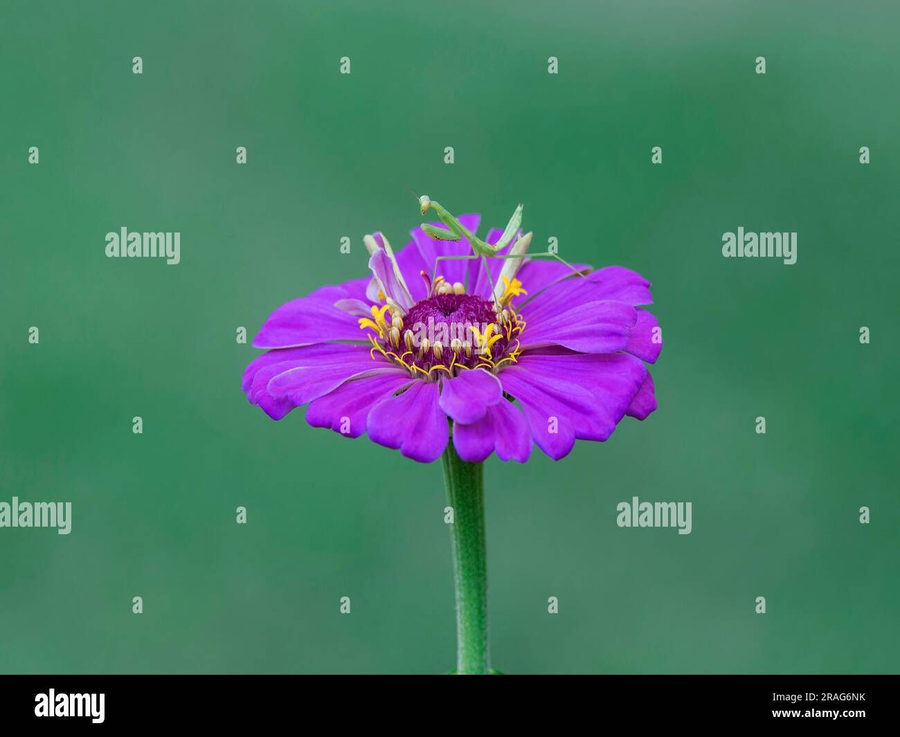 Mantis, Mantodea, gemeinhin bekannt als Gottesanbeterin, ein fleischfressenes Insekt, ruht sich auf einer Zinnia-Blume und wartet auf eine Mahlzeit in einem Garten. Stockfoto