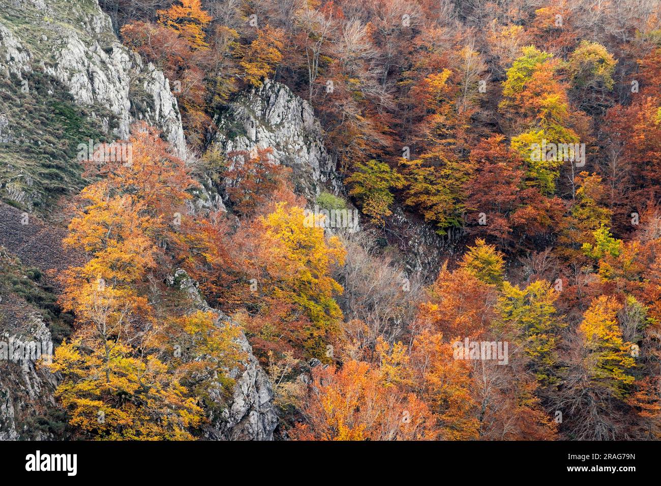 Herbstfarbener Buchenwald (Fagus sylvatica) von Argovejo, der an den vertikalen Kalksteinhängen der Berge von Leon, Spanien, wächst Stockfoto