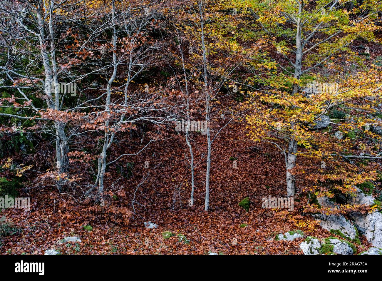 Herbstfarbener Buchenbaum (Fagus sylvatica) im gemäßigten Laubwald. Hayedo de Argovejo, León, Spanien Stockfoto