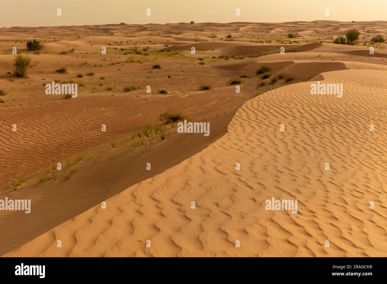 Wüstenlandschaft Dubai, Vereinigte Arabische Emirate Stockfoto