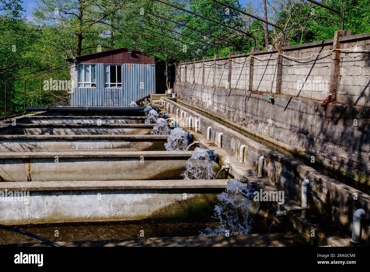 Forellenzucht in Becken in Fischzuchtbetrieben. Stockfoto