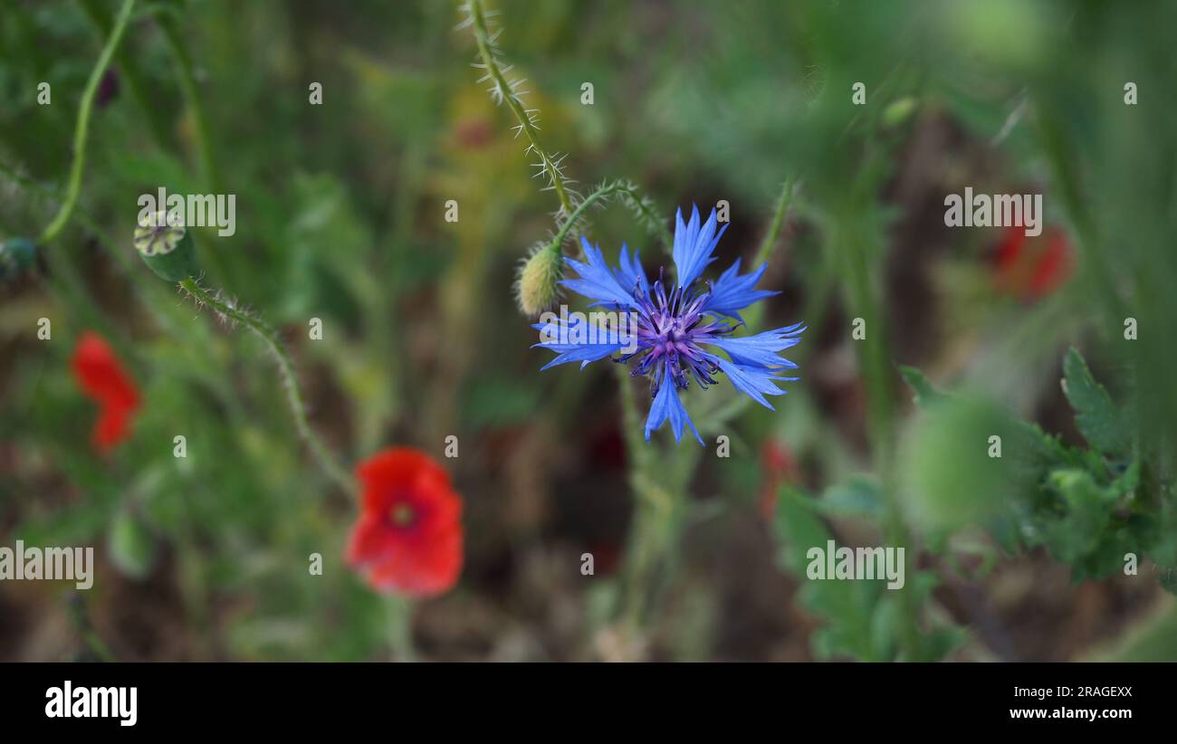 Rote Mohnblumen und Maisblumen auf grünem Feld im Sommer Stockfoto