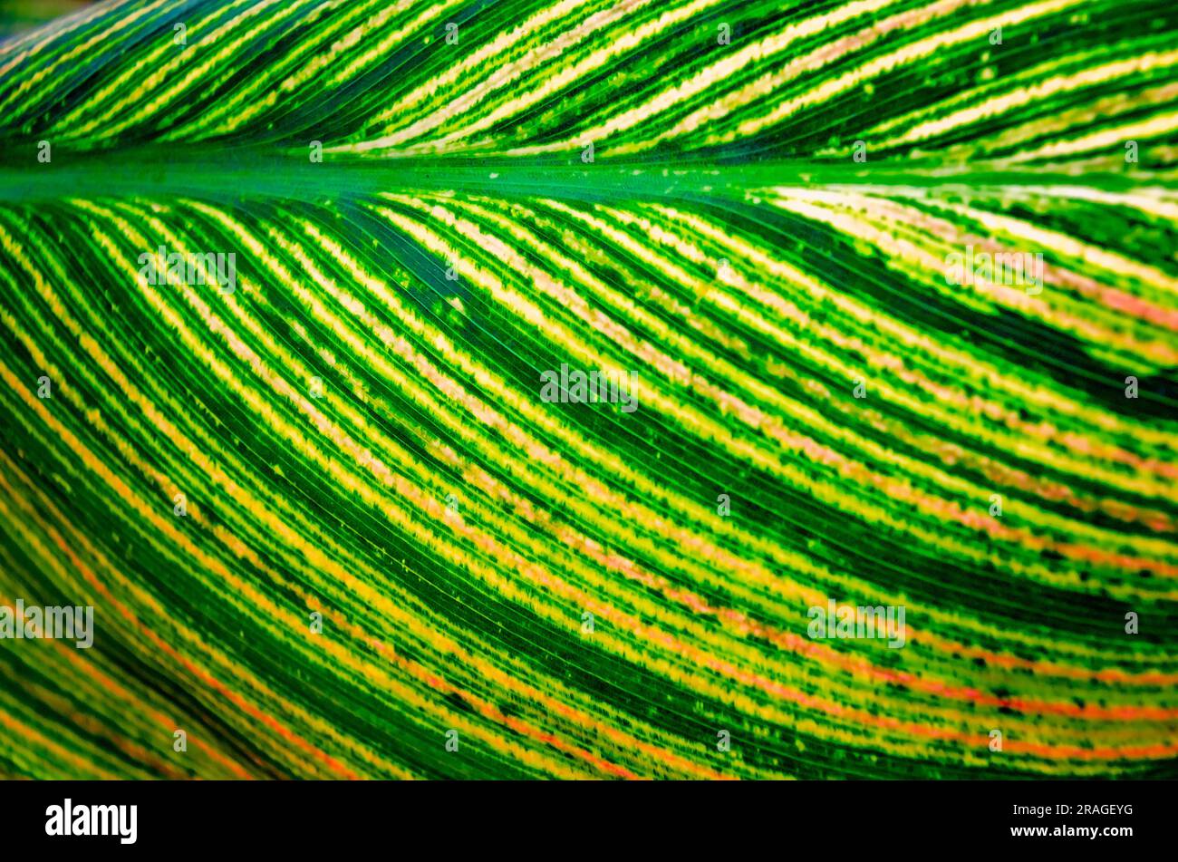 Am 24. Juni 2023 in Moss Point, Mississippi, ist ein Blatt von Canna Lily (Canna) abgebildet. Stockfoto