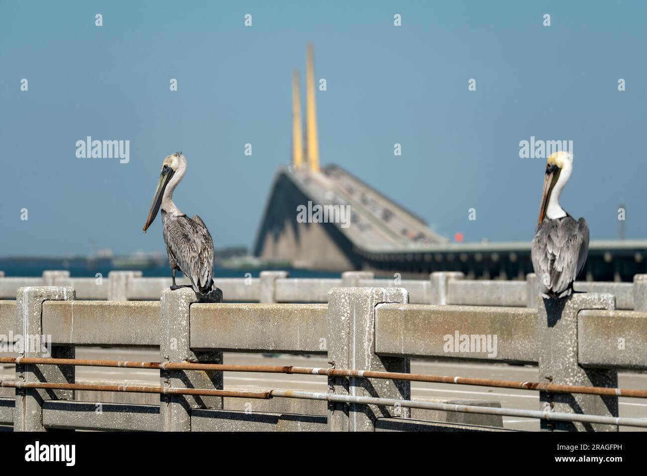 Pelikanvögel, die vor der Sunshine Skyway Bridge über der Tampa Bay in Florida auf dem Geländer sitzen und sich bewegen. Konzept der Transportinfrastruktur Stockfoto