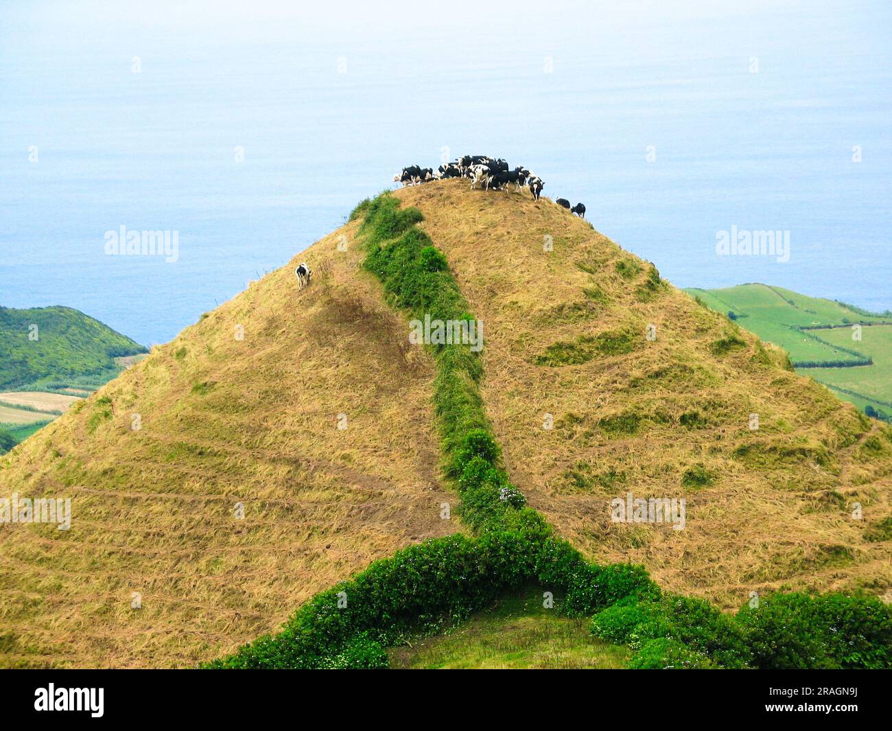 Kühe auf einem Hügel, die auf den Aufstieg hoffen, Insel Sao Miguel, Azoren, Portugal. Stockfoto