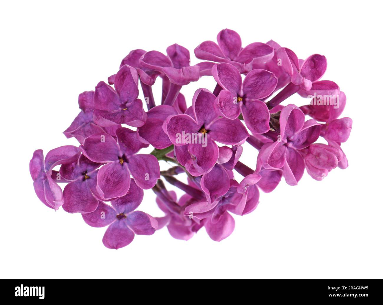 Wunderschöne, duftende Fliederblumen auf weißem Hintergrund Stockfoto