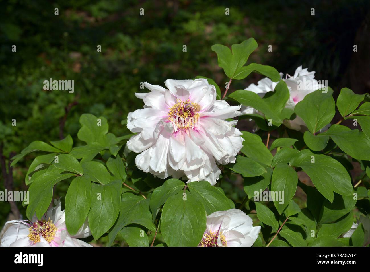Eine isolierte weiße Pfingstrose mit roten Stämmen an sonnigen Tagen im Garten Stockfoto