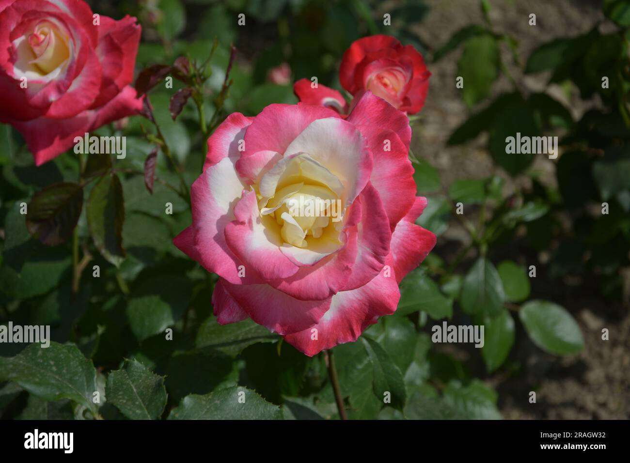 Eine isolierte Rose mit gelben und roten Blütenblättern blüht an sonnigen Tagen im Garten Stockfoto