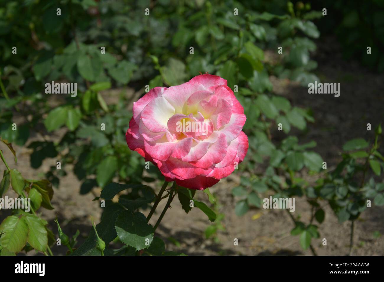 Eine isolierte Rosenblüte an sonnigen Tagen im Garten Stockfoto