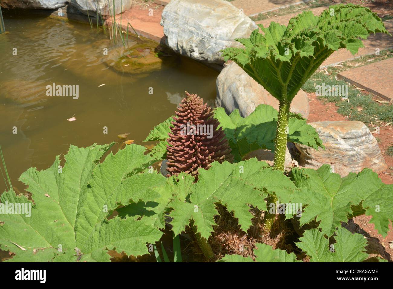 Ein isolierter Riesenrhabarber am Rand des Teichs am sonnigen Tag Stockfoto