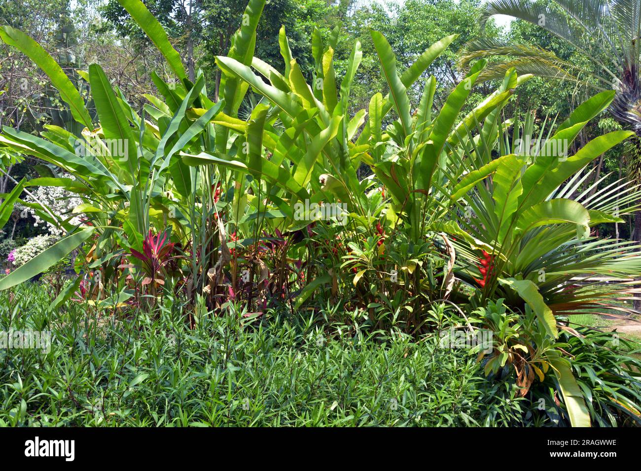 Heliconia bourgaeana Petersen im Garten am sonnigen Nachmittag Stockfoto