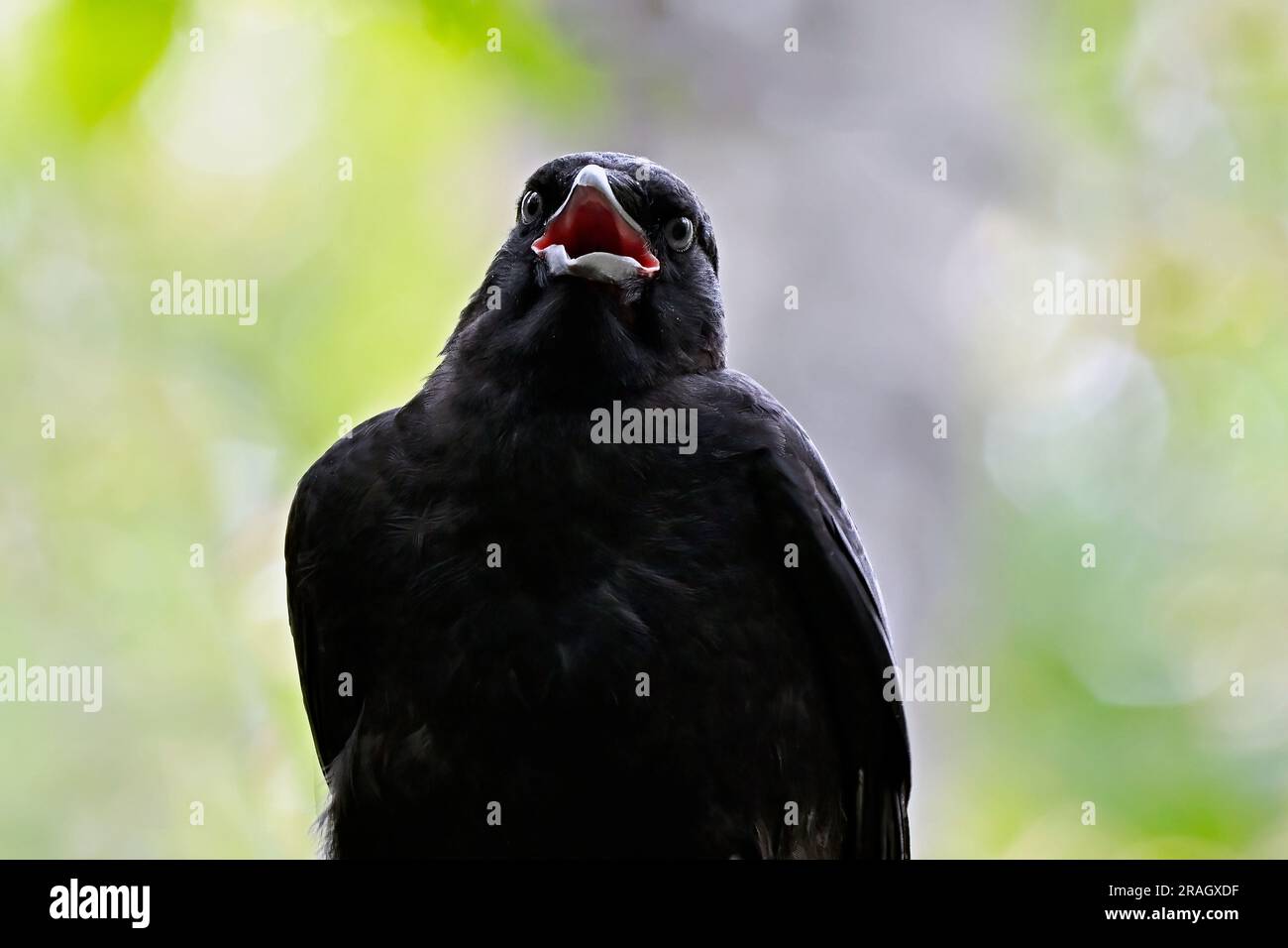 Eine Nahansicht einer jungen amerikanischen Krähe „Corvus brachynchos“ mit einem lustigen Gesichtsausdruck. Stockfoto