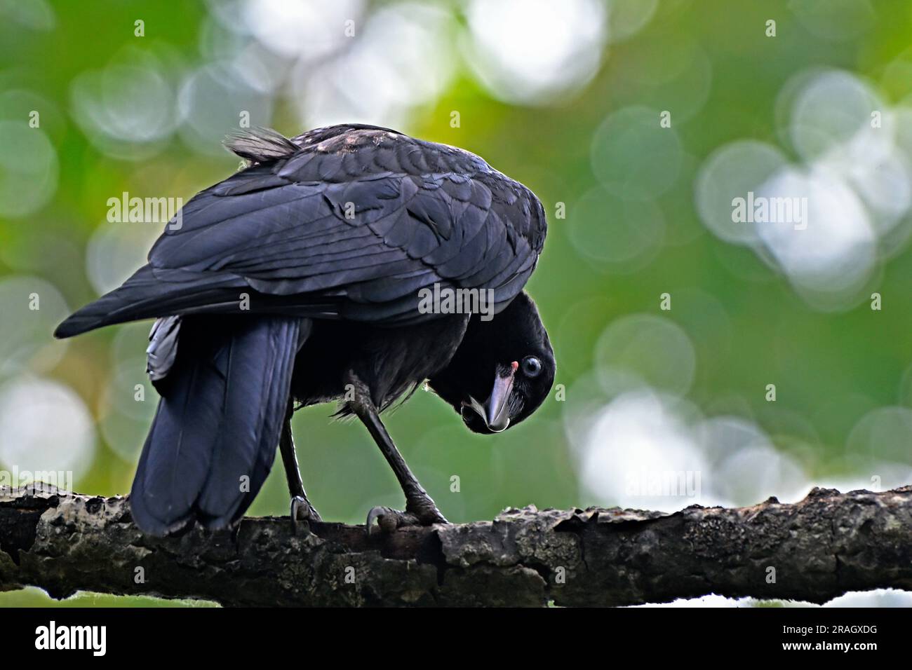Eine Nahaufnahme von hinten einer jungen amerikanischen Krähe „Corvus brachynchos“ mit einem lustigen Gesichtsausdruck. Stockfoto