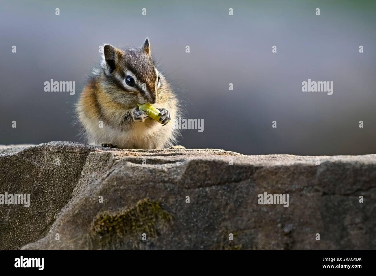 Die Vorderansicht eines am wenigsten Streifenhörnchens, 'Eutamias minimus', ernähren sich von einem Stück Vegetation, das er in seinen Pfoten hält. Stockfoto