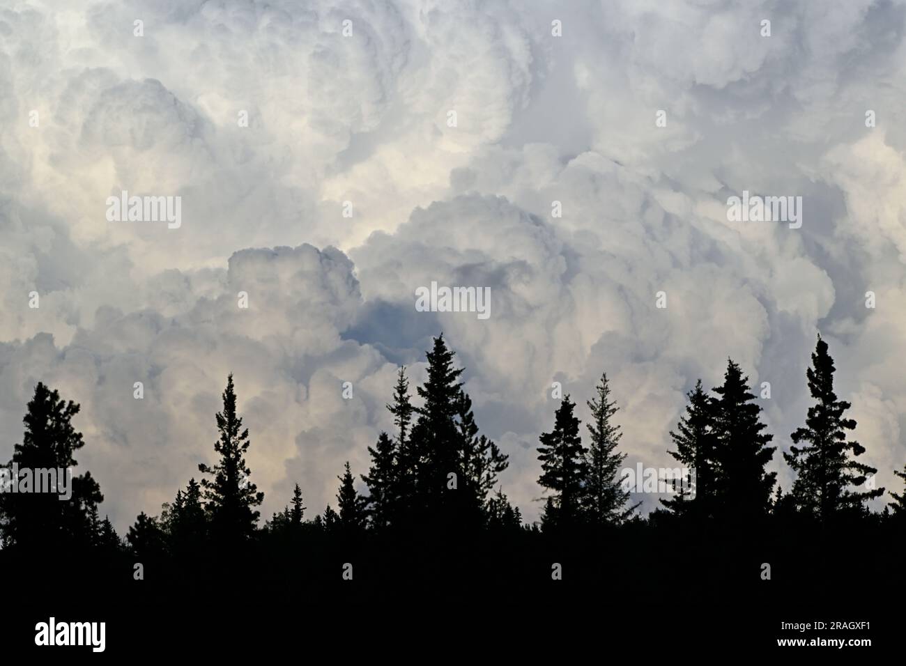 Eine große, weißer Donner-Wolke über dem ländlichen Alberta, Kanada. Stockfoto
