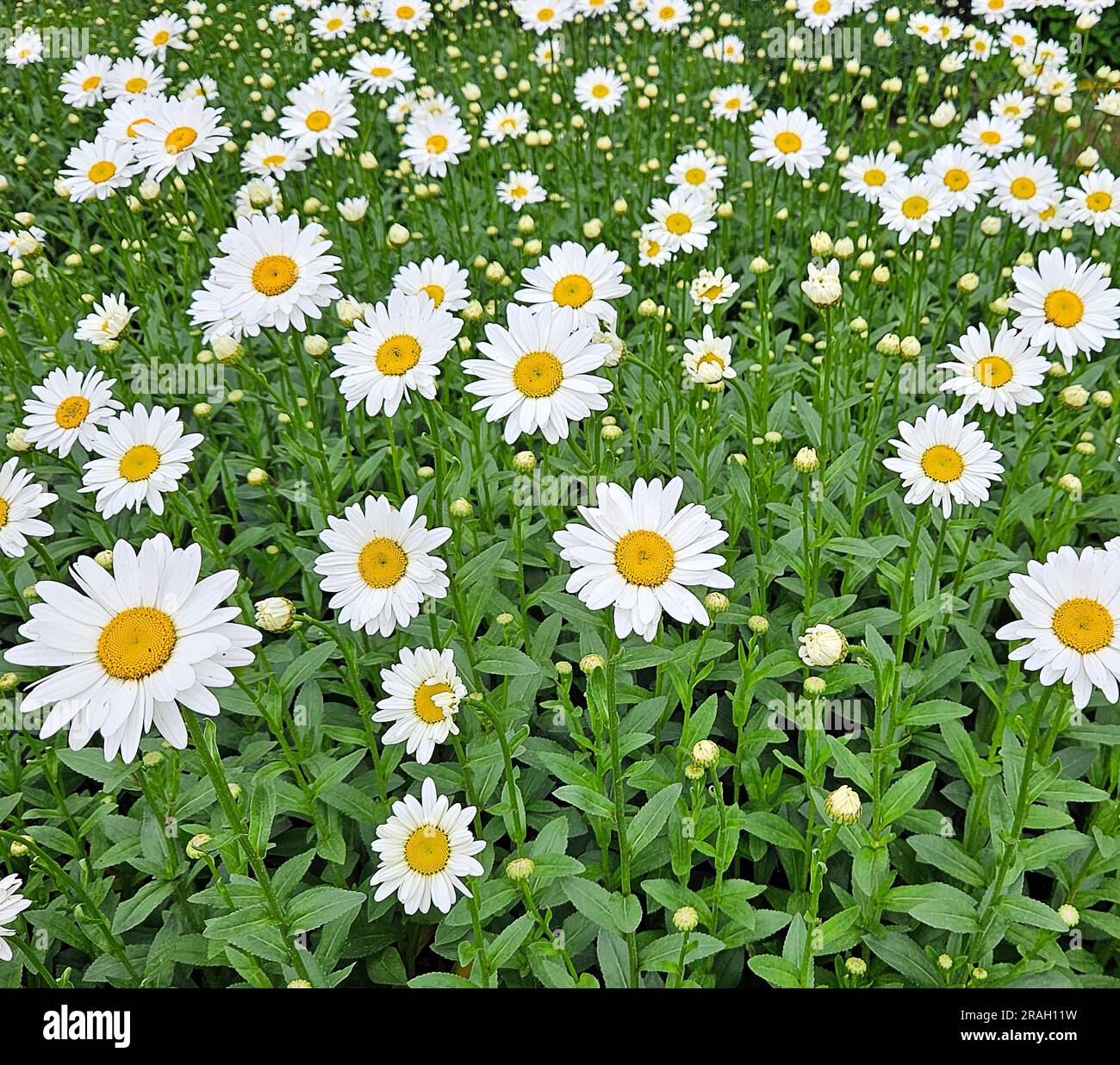 Shasta-Gänseblümchen mit hellgrünen Blättern im Sommergarten Stockfoto