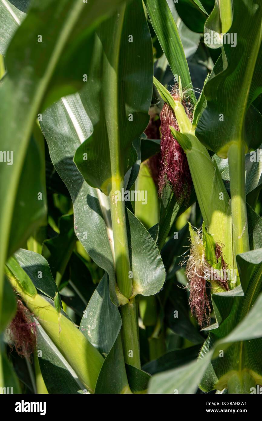 Maisstigmen auf jungen Maiskolben unter Laub auf einem landwirtschaftlichen Feld. Maisseide. Israel Stockfoto