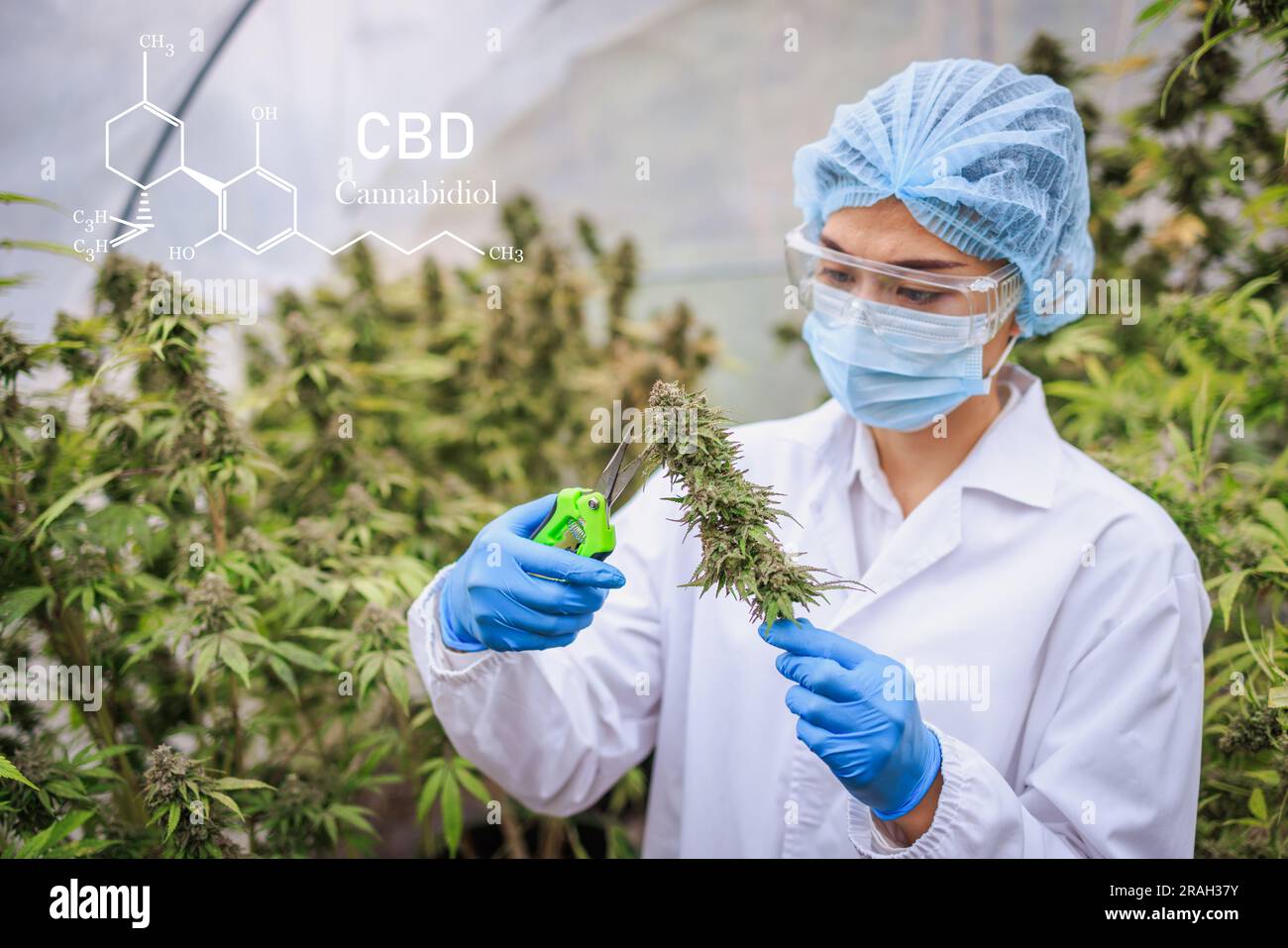 Marihuana-Forschung, Wissenschaftlerin im Hanffeld, die Pflanzen und Blumen untersucht, Konzept der alternativen Kräutermedizin, Marihuana. Organische Hanfkräuter Stockfoto