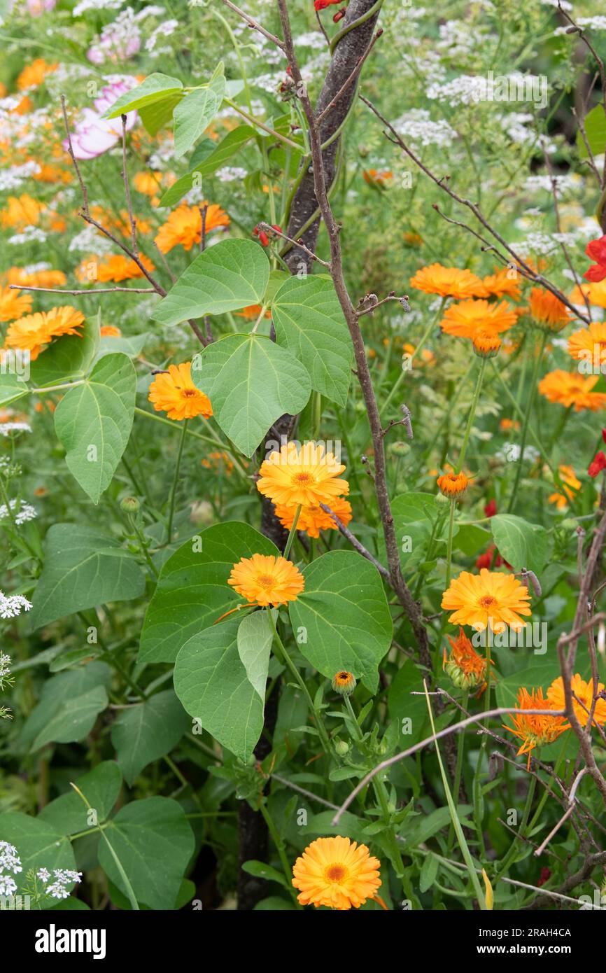 Calendula officinalis. Marigoldblüten und Ipomoea-Blätter, die unter Läuferbohnen wachsen. UK Stockfoto