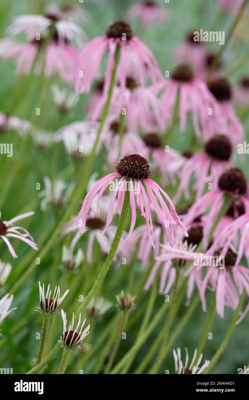 Echinacea Pallida. Koneblümchen in einem englischen Garten Stockfoto