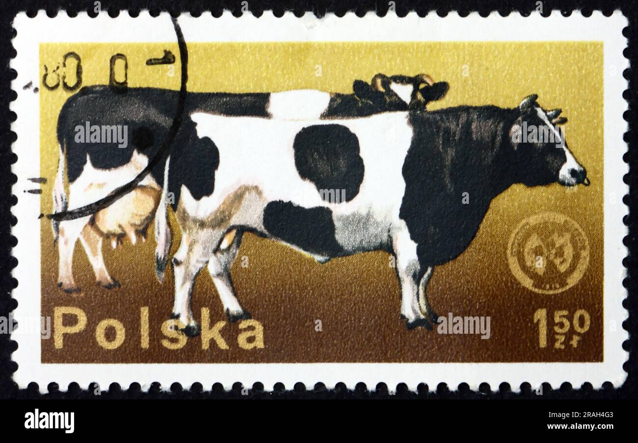 POLEN - CA. 1975: Ein in Polen gedruckter Stempel zeigt Rinder, Nutztiere, ca. 1975 Jahre alt Stockfoto