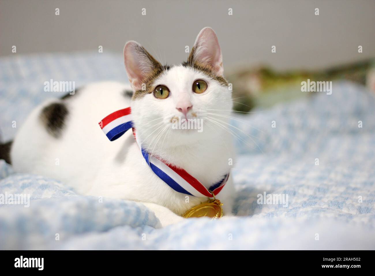 Japanische Bobtail-Katze, die eine Goldmedaille um den Hals trägt Stockfoto