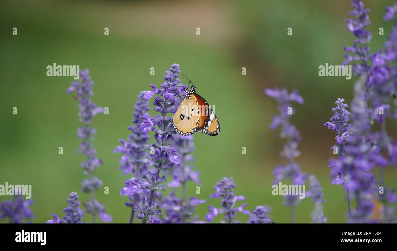 Schmetterlinge auf den Lavendra-Blumen Stockfoto