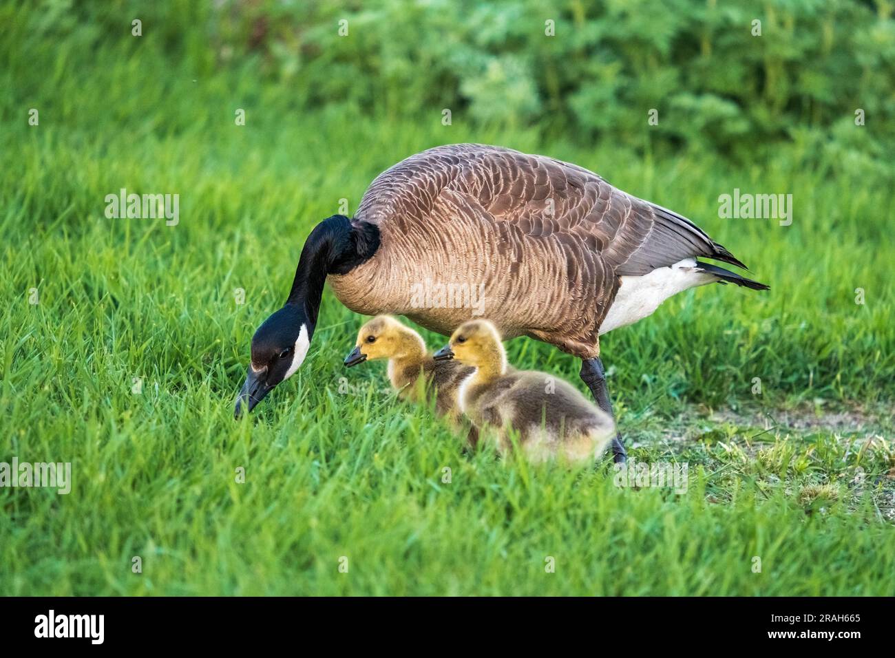 Kanadische Gänse im Naturteich der Kroeker Farms in der Nähe des Discovery Nature Sanctuary in Winkler, Manitoba, Kanada. Stockfoto