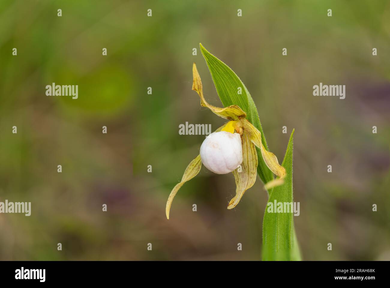 Der kleine weiße Frauenschuh blüht in der Tall Grass Prairie bei Tolstoi, Manitoba, Kanada. Stockfoto