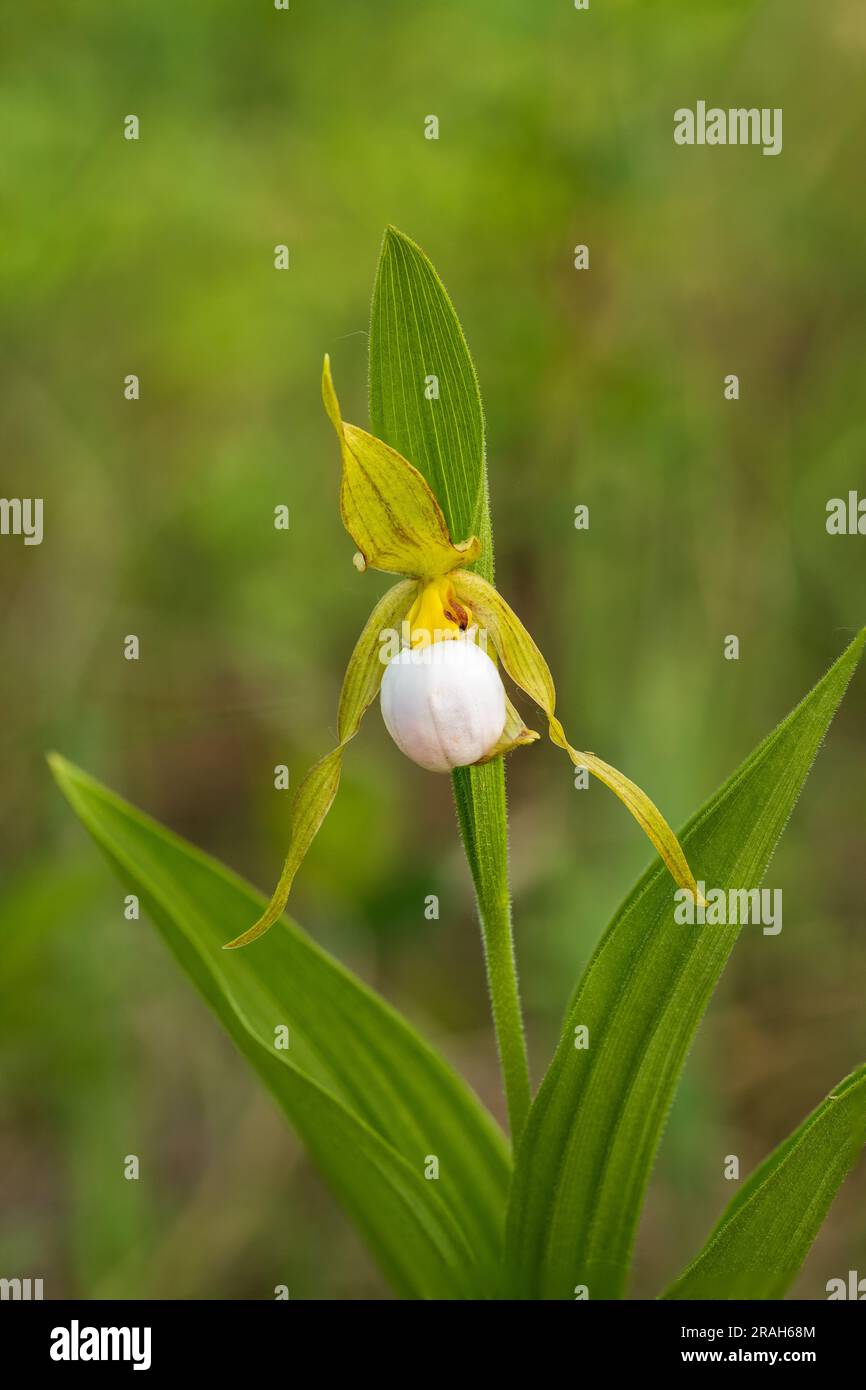 Der kleine weiße Frauenschuh blüht in der Tall Grass Prairie bei Tolstoi, Manitoba, Kanada. Stockfoto